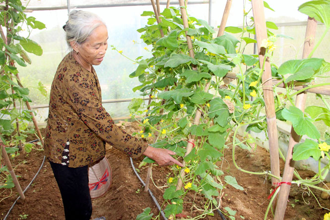 Công bố các đề án nông nghiệp và PTNT giai đoạn 2017-2020 