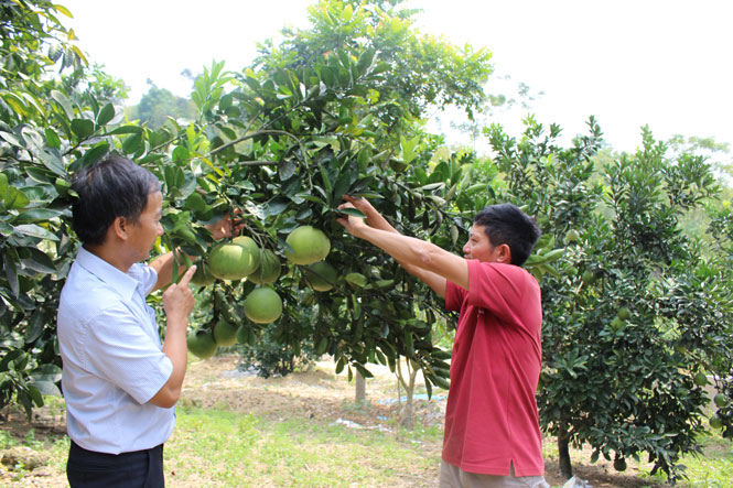 Võ Nhai: Hình thành 4 vùng chuyên canh cây ăn quả 