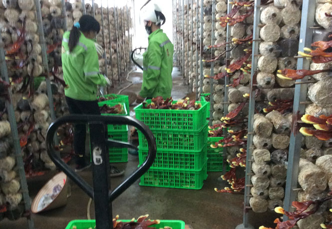 Đưa khoa học kỹ thuật vào trồng trọt