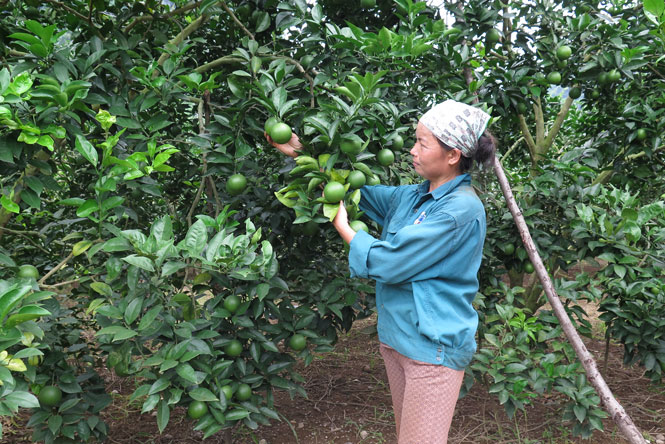 Phát triển cây ăn quả ở Võ Nhai: Nâng cao giá trị, hướng đến bền vững 