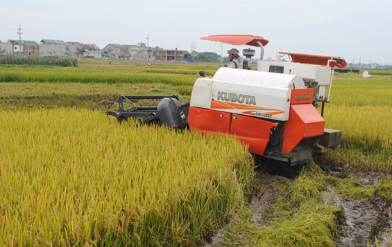 Duy trì sản xuất nông nghiệp