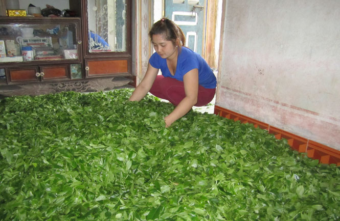Giá chè Tân Cương đang ở mức 500 nghìn đồng/kg 