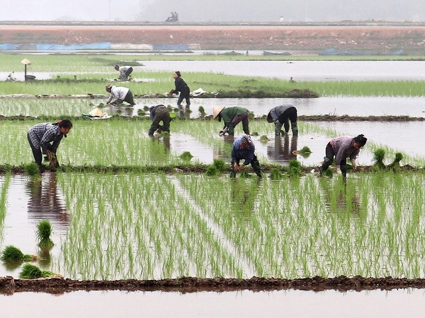 Hơn 50% diện tích Trung du và Đồng bằng Bắc bộ đã có nước cho gieo cấy