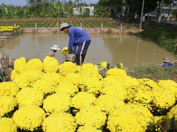 Đồng Tháp: Cúc mâm xôi nở sớm, người trồng hoa thất thu
