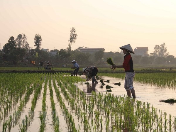 Rút ngắn thời gian đợt 3 lấy nước, phục vụ gieo cấy lúa Đông Xuân