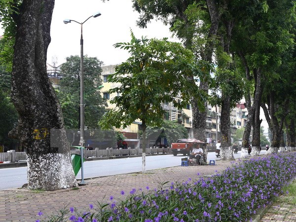 Hà Nội không có chủ trương về chặt hạ, thay thế 4.000 cây xà cừ