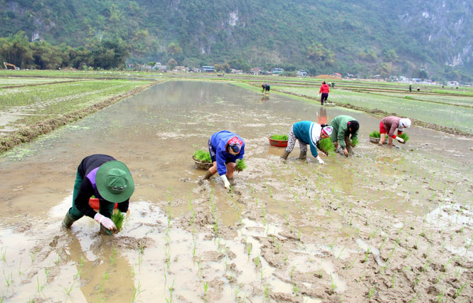 Nhộn nhịp sản xuất vụ xuân 