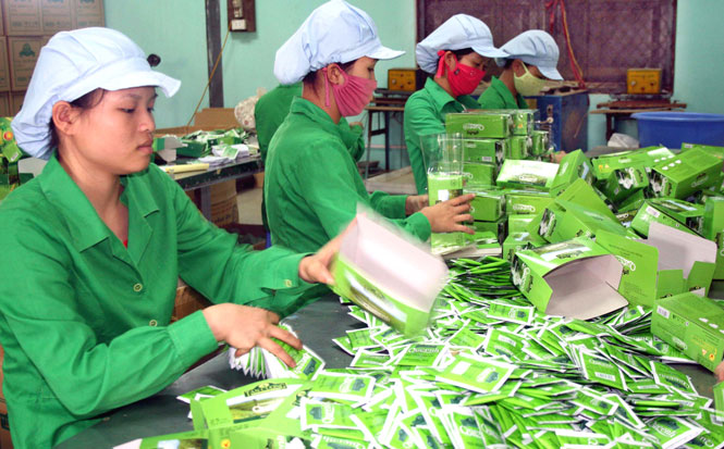 Đưa sản phẩm trà thành ngành hàng mũi nhọn 