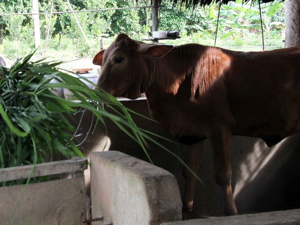 Làm rõ việc cung ứng con giống cho hộ nghèo không đảm bảo chất lượng