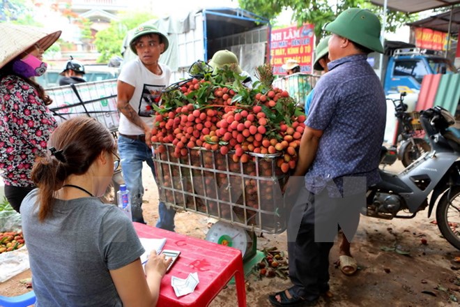 Vải thiều Bắc Giang được tiêu thụ mạnh nhờ chất lượng vượt trội