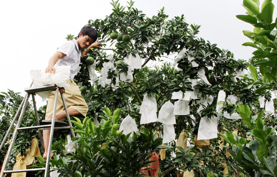 Liên kết sản xuất trái cây an toàn