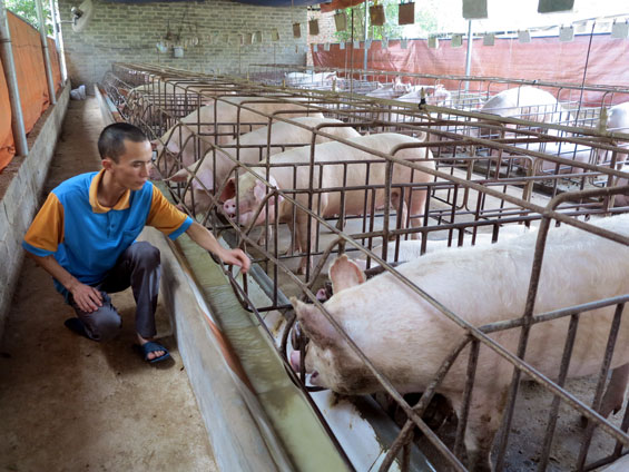 Phát triển bền vững chăn nuôi trang trại.