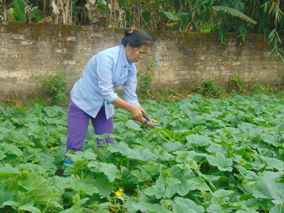 Phú Bình: Gieo trồng trên 3.000ha cây màu vụ đông 