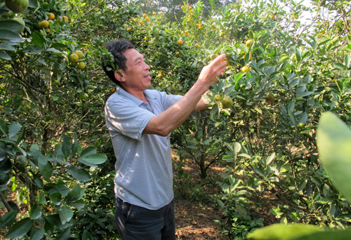 Có sức người sỏi đá cũng “nở hoa” 