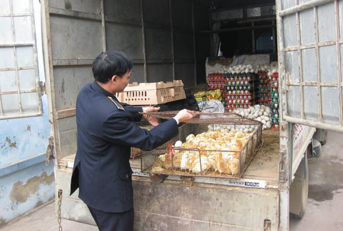 Chủ động phòng, chống dịch bệnh cho đàn vật nuôi 