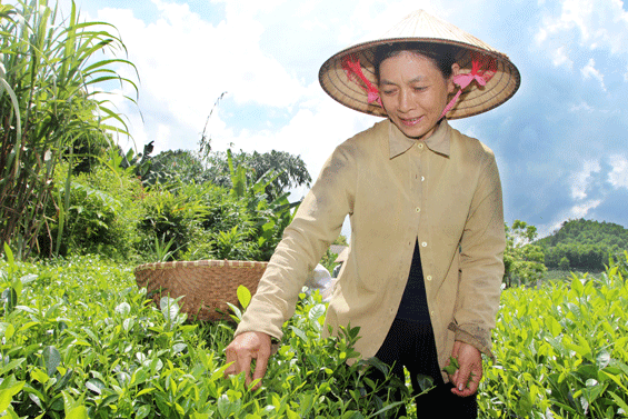  Chú trọng phát triển đảng viên ở vùng nông thôn, miền núi