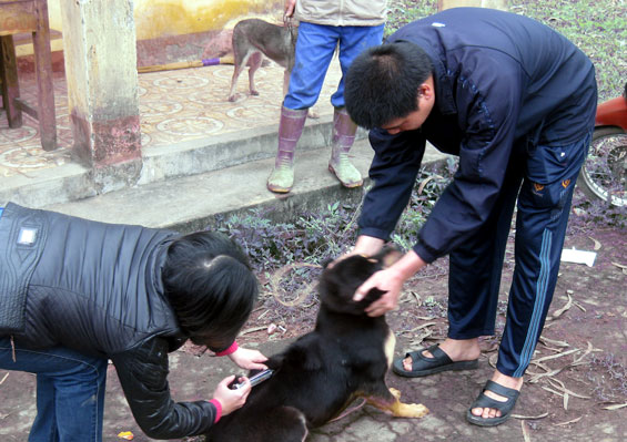 Chung tay đẩy lùi bệnh dại 