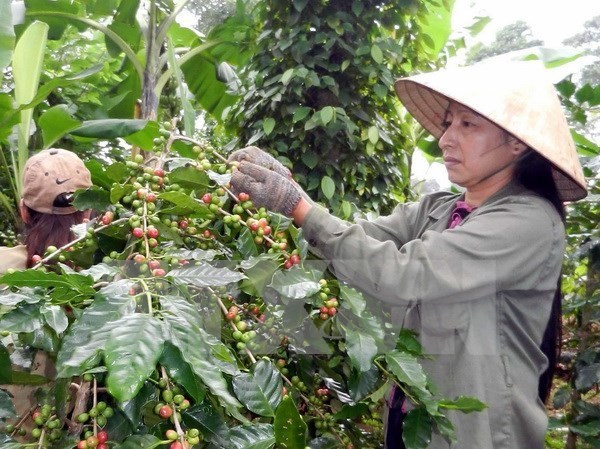 Niên vụ thứ ba mất mùa, sản lượng càphê có khả năng giảm 20%