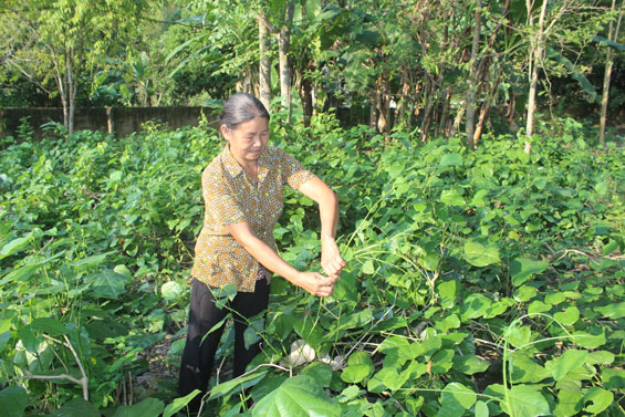 Cây bò khai trên đất Kim Phượng