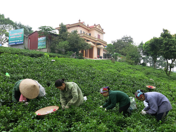 HƯỚNG TỚI FESTIVAL TRÀ THÁI NGUYÊN - VIỆT NAM LẦN THỨ 3, NĂM 2015:Về việc phát triển du lịch cộng đồng 