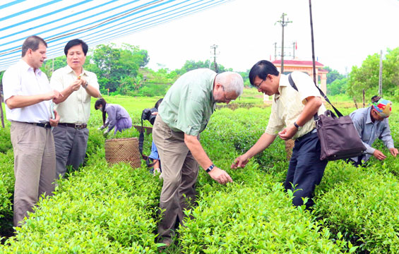 Để ngành Chè phát triển bền vững
