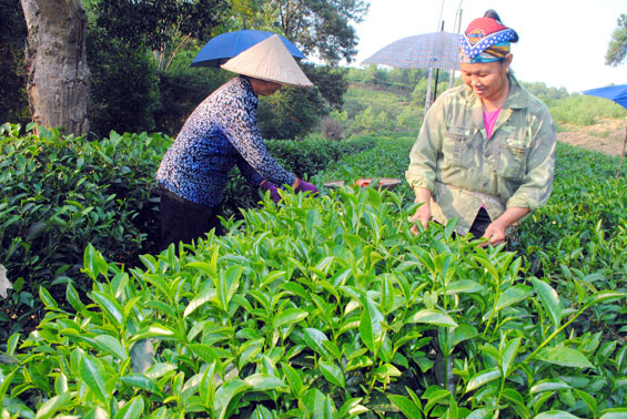 Nâng cao chất lượng sản phẩm của làng nghề chè
