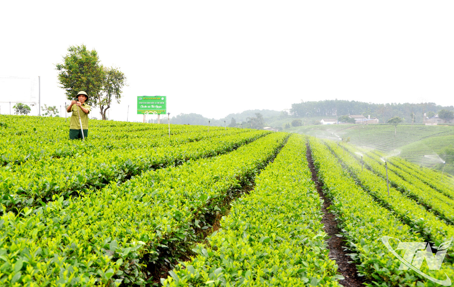 Chuyển đổi số mở hướng phát triển nông nghiệp bền vững