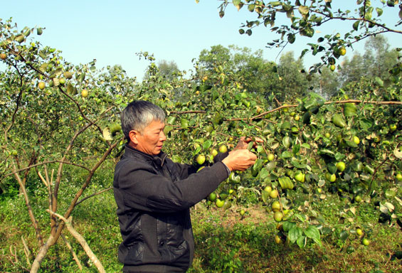 Giống táo mới cho thu hoạch cao gấp 3 lần 