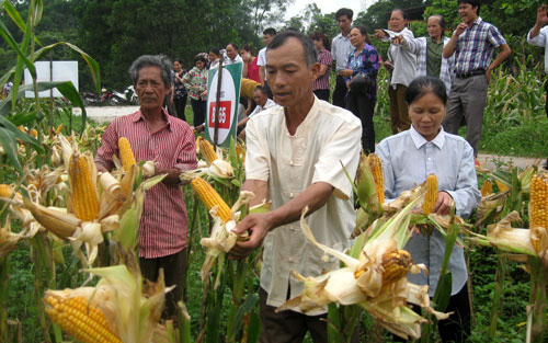 Giống ngô B.265 và B.21 cho thu lãi trên 1,3 triệu đồng/sào 