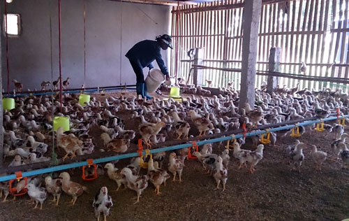 Gà tăng giá, người dân rục rịch tái đàn 