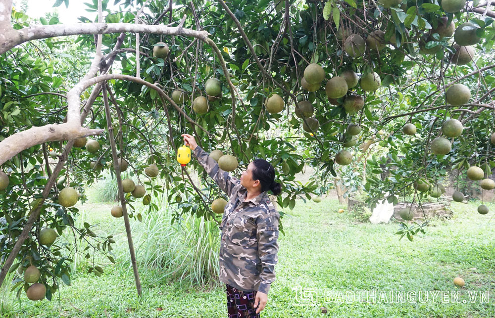 Ngọt ngào hương bưởi