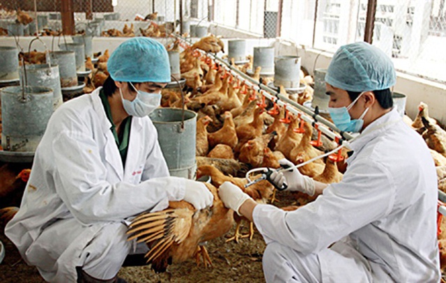 Cuối năm tăng cường phòng dịch bệnh động vật