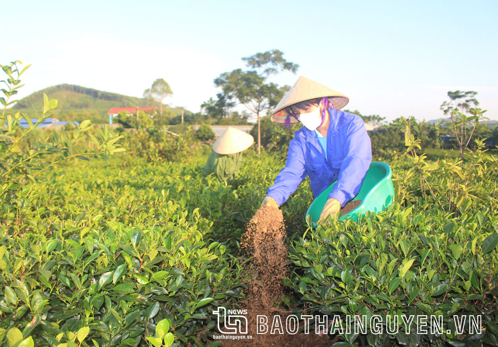 Nhiều giải pháp giúp làng nghề chè phát triển bền vững
