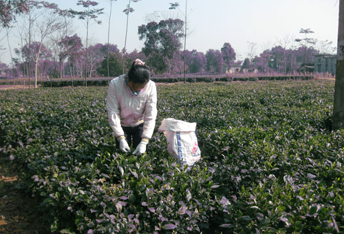 Hỗ trợ trên 2,3 tỷ đồng cho Tân Cương xây dựng nông thôn mới