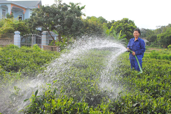 HTX chè Tân Hương: Doanh thu tăng 10% so với cùng kỳ 