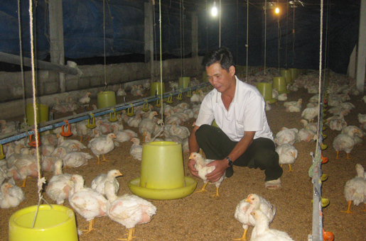 Nhiều chuyển biến tích cực khi thực hiện Đề án phát triển chăn nuôi