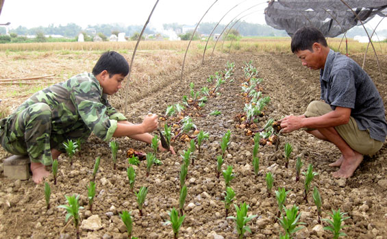 Làng hoa Túc Duyên vào vụ Tết 