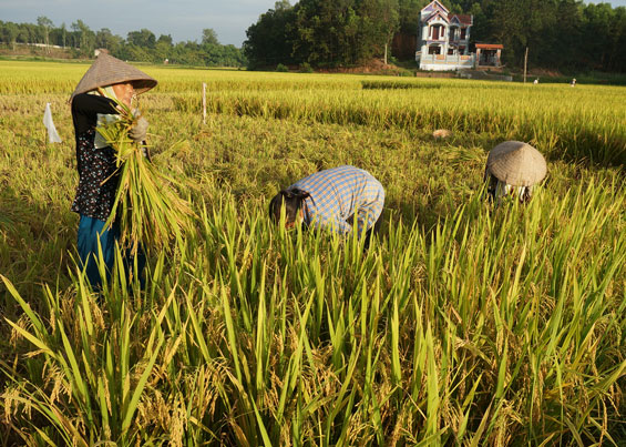 Tiếp tục triển khai thực hiện tốt Đề án tái cơ cấu ngành Nông nghiệp 