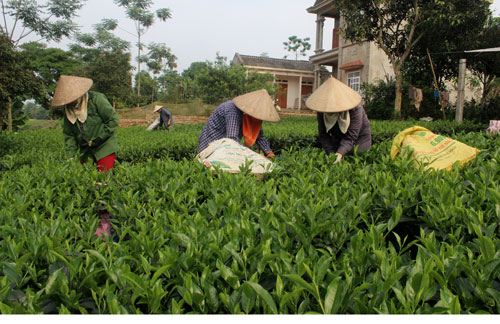 Năng suất chè đạt 157 tạ búp tươi/ha/năm 