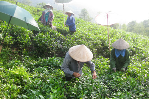 Nhân rộng mô hình sản xuất chè an toàn 