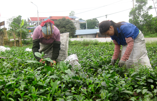 Nghiên cứu quy trình chiết xuất tạo chế phẩm tinh chè xanh 