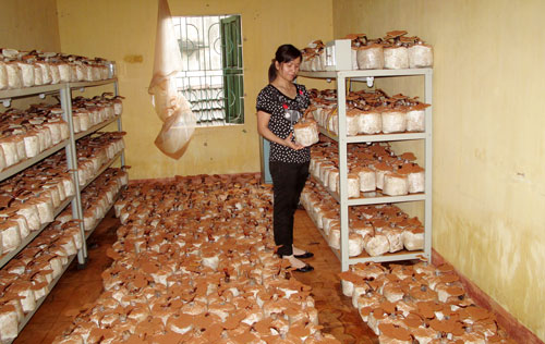 Phân lập các giống nấm 