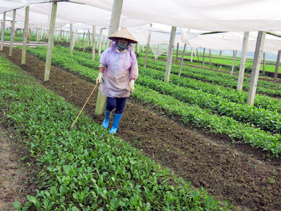 Nhiều diện tích rau ở thành phố bị thiệt hại do mưa kéo dài 