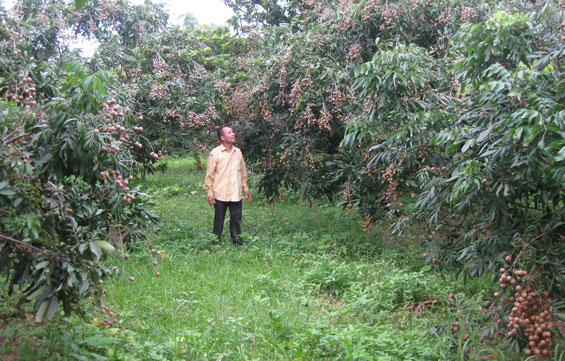 Niềm vui mùa nhãn chín 