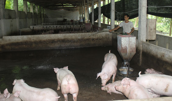 Giảm thiểu ô nhiễm môi trường trong chăn nuôi 