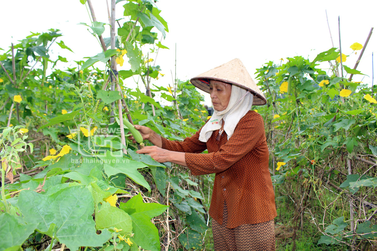 Tiết kiệm 8 tỷ đồng hỗ trợ hội viên phụ nữ phát triển kinh tế