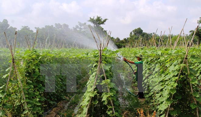 Sản xuất rau an toàn tại Hà Nội hiệu quả hơn rau thường 20%
