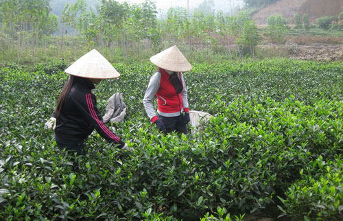 Sẽ có 500 ha chè sản xuất theo quy trình VietGAP 