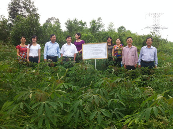 Triển vọng mô hình trồng sắn bền vững trên đất dốc