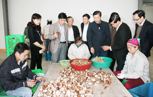 Thăm, đánh giá mô hình trồng nấm 